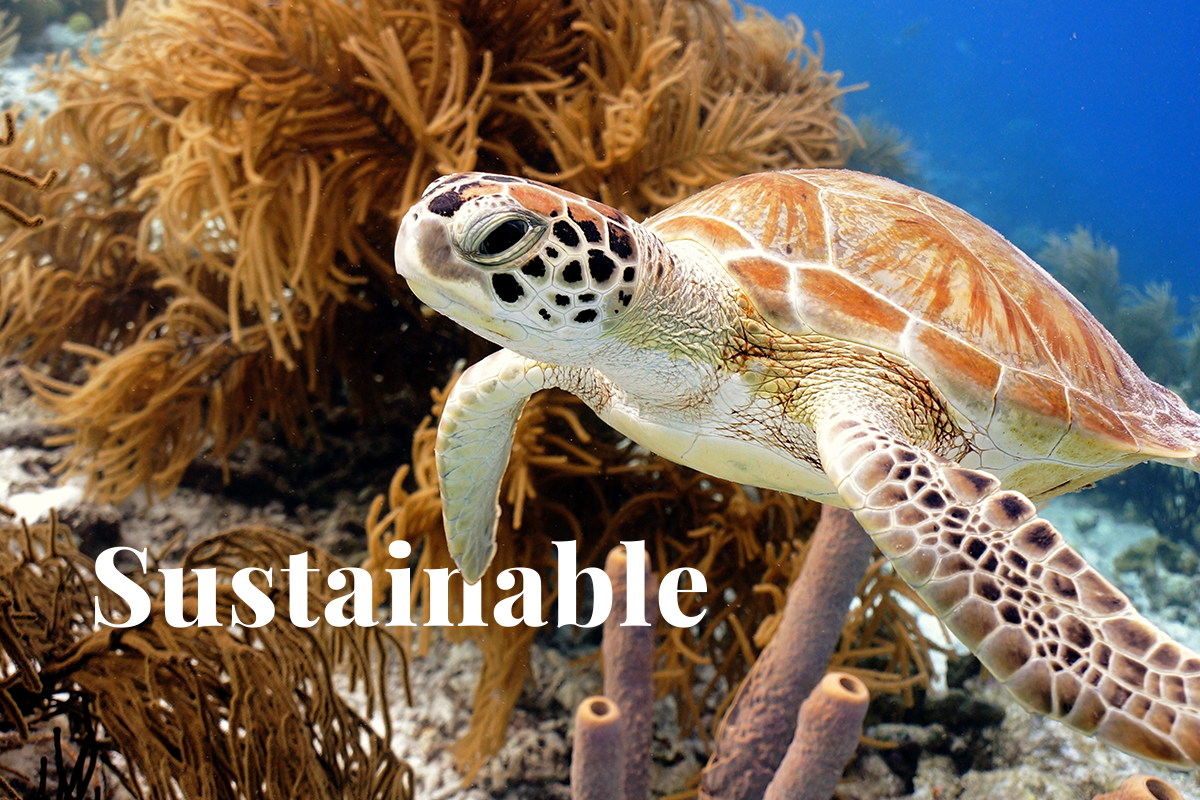 sustainable tourism in caribbean